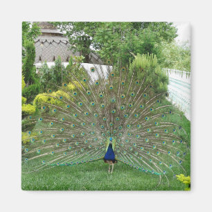 Aimant Magnat photo Peacock in Garden
