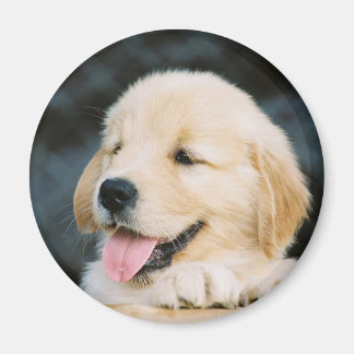 Aimant Magnat photo pour marionnettes Golden Retriever