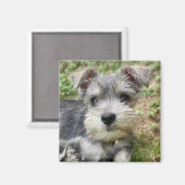 Aimant Magnat photo Schnauzer personnalisé (Recto/Verso)