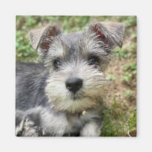 Aimant Magnat photo Schnauzer personnalisé