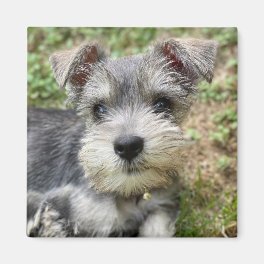 Aimant Magnat photo Schnauzer personnalisé (Devant)