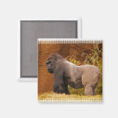 Aimant Magnat photo Silverback Gorilla (Recto/Verso)