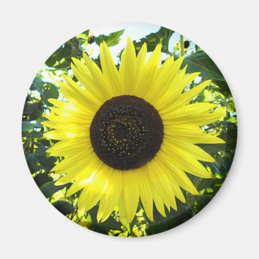 Aimant Magnat rond de tournesol en été (Devant)