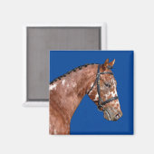 Aimant Magnat Stallion Knabstupper (Recto/Verso)