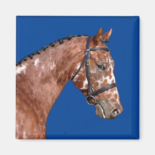 Aimant Magnat Stallion Knabstupper (Devant)
