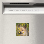 Aimant Magneet (In Situ (Lave-vaisselle))