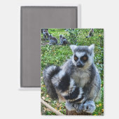 Aimant Magnéet avec maki taré - Imprimante animale unique (Recto/Verso)