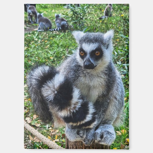 Aimant Magnéet avec maki taré - Imprimante animale unique (Recto)