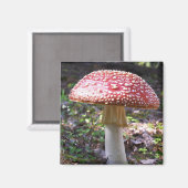 Aimant Magnet-Champignons (Recto/Verso)