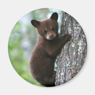Aimant Magnét pour réfrigérateur rond Ourson Mignon
