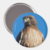 Aimant Magnifique Buse à queue rouge au soleil (Recto/Verso)