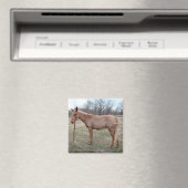 Aimant Magnifique Mule ! (In Situ (Lave-vaisselle))