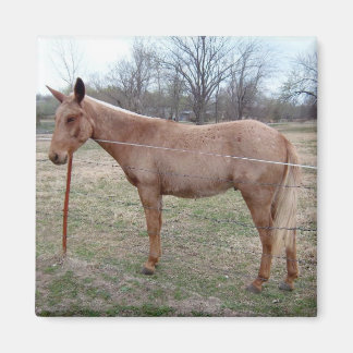 Aimant Magnifique Mule !