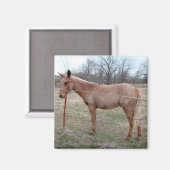 Aimant Magnifique Mule ! (Recto/Verso)