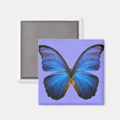 Aimant Magnifique papillon bleu Morpho (Recto/Verso)