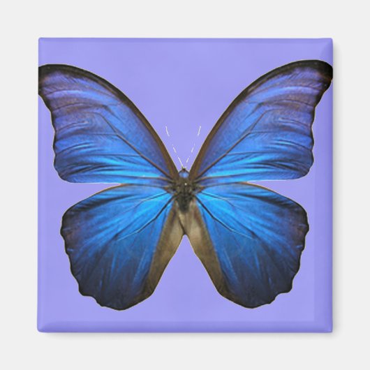 Aimant Magnifique papillon bleu Morpho (Devant)