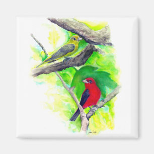 Aimant Magnifique Scarlet Tanagers Peinture