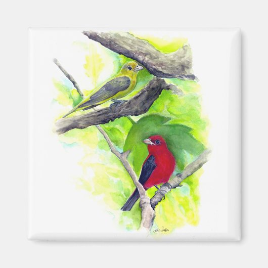 Aimant Magnifique Scarlet Tanagers Peinture (Devant)