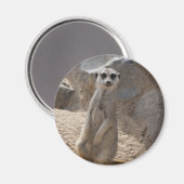 Aimant Magnifique suricate (Recto/Verso)