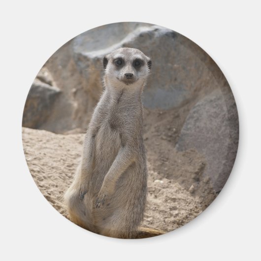 Aimant Magnifique suricate (Devant)