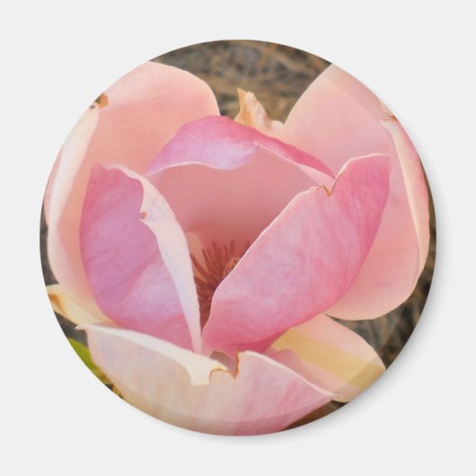 Aimant Magnolia blossom (Devant)