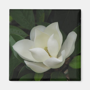 Aimant Magnolia du sud
