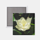 Aimant Magnolia du Sud (Recto/Verso)