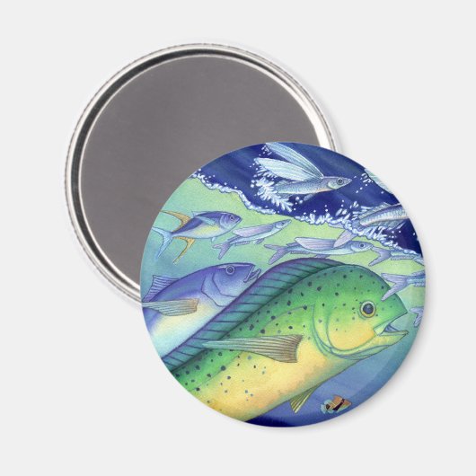 Aimant Mahi Mahi (poisson dauphin) pourchassant du poisso (Recto/Verso)