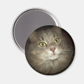 Aimant Maine Coon (Recto/Verso)