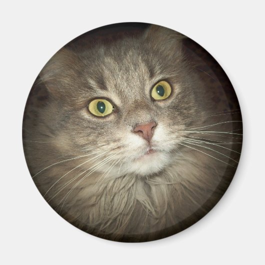 Aimant Maine Coon (Devant)