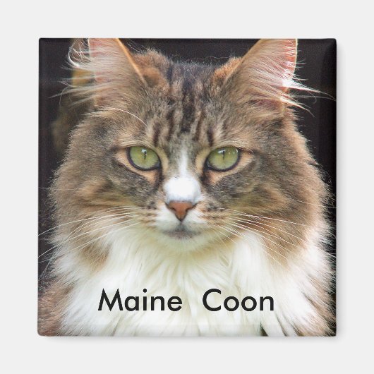 Aimant Maine Coon (Devant)
