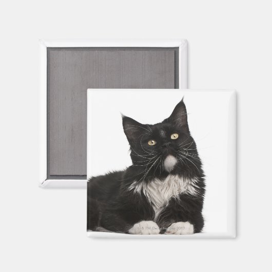 Aimant Maine Coon (15 mois) (Recto/Verso)