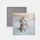 Aimant Maine Coon Kitten (Recto/Verso)