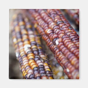 Aimant Maïs indien au Carré de l'Union Greenmarket, New Y