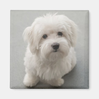 Aimant Maisie Coton de Tulear Puppy