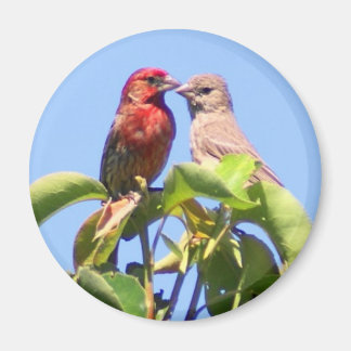 Aimant Maison Finch Couple