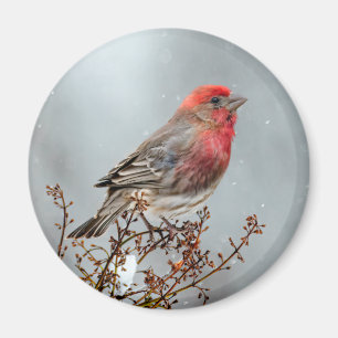 Aimant Maison Finch en Neige - Photo originale
