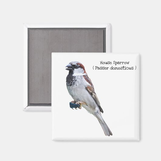 Aimant Maison Sparrow (Recto/Verso)