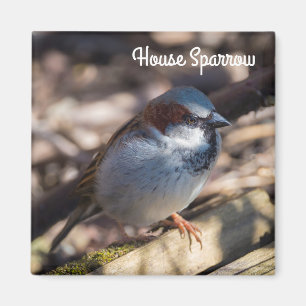 Aimant Maison Sparrow