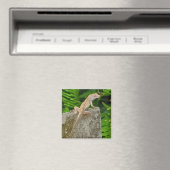 Aimant Maître du camouflage (In Situ (Lave-vaisselle))
