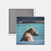 Aimant Majestic Alaskan Brown Bear (Recto/Verso)