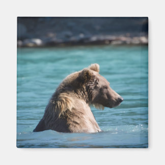 Aimant Majestic Alaskan Brown Bear