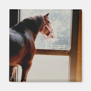Aimant Majestic Clydesdale