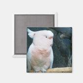 Aimant Major Mitchell Cockatoo (Recto/Verso)