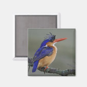 Aimant Malachite Kingfisher, Alcedo cristata, Lac (Recto/Verso)