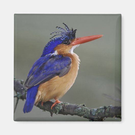 Aimant Malachite Kingfisher, Alcedo cristata, Lac (Devant)