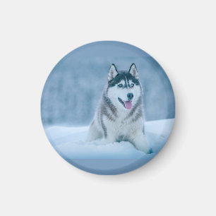 Aimant Malamute d'Alaska marchant sur le terrain de neige