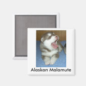 Aimant Malamute de l'Alaska, Malamute de l'Alaska (Recto/Verso)