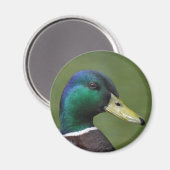 Aimant Male Mallard Duck (Recto/Verso)