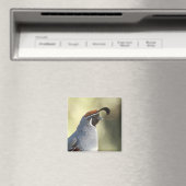 Aimant Male Quail (In Situ (Lave-vaisselle))